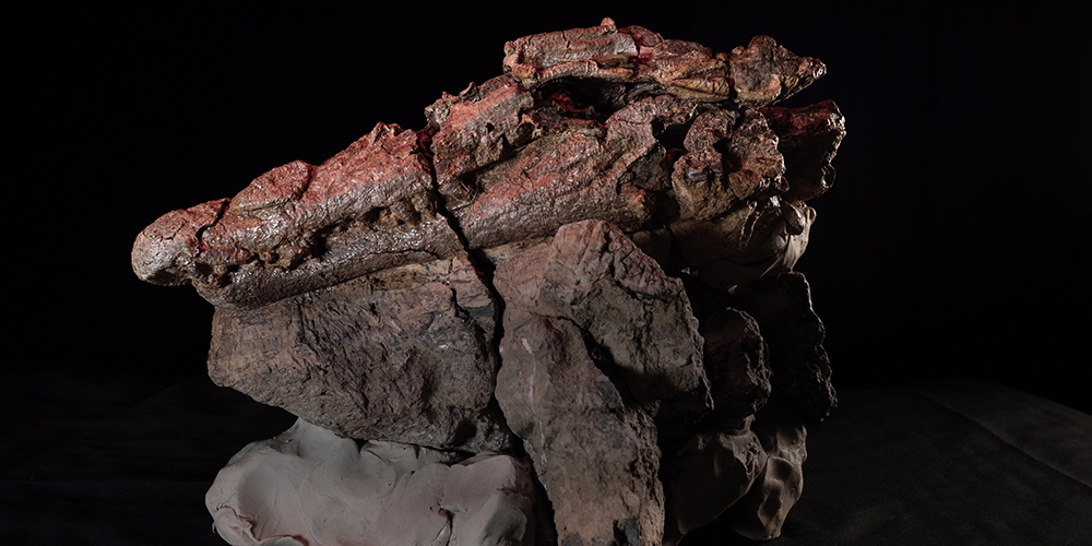 Le fossile d'un crâne d'un crocodile
