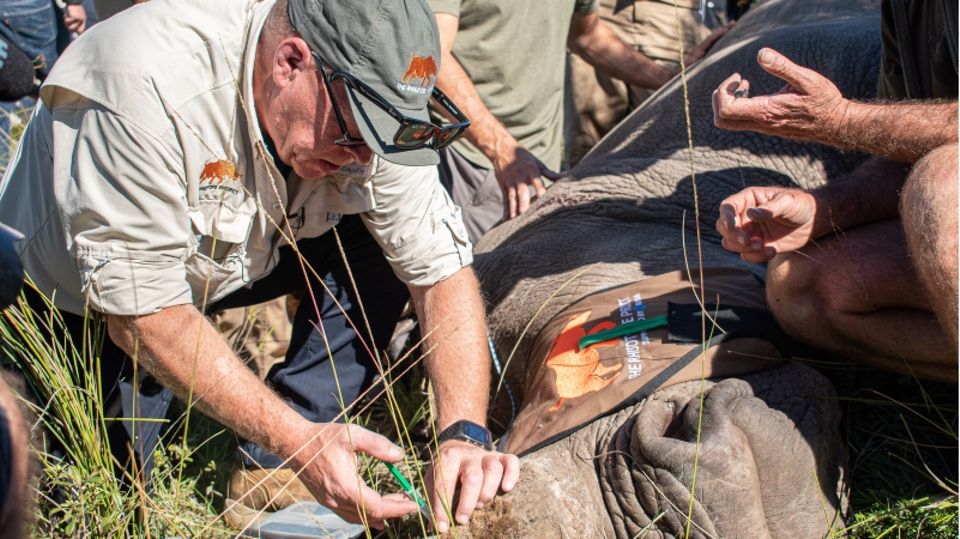 Utilisation de substances légèrement radioactives pour lutter contre le braconnage de rhinocéros.