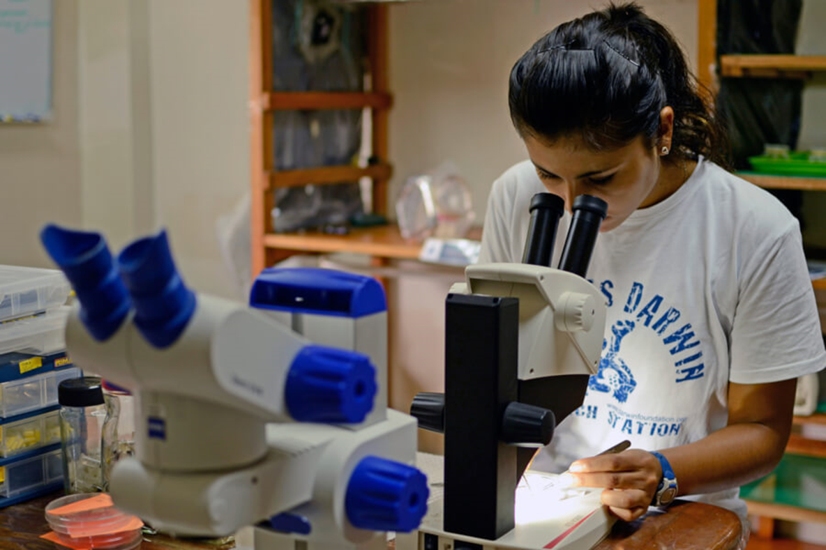Paola Lahuatte führt im Laboratorium der Charles Darwin Foundation Laborarbeiten mit Larven der Philornis-Fliege durch.
