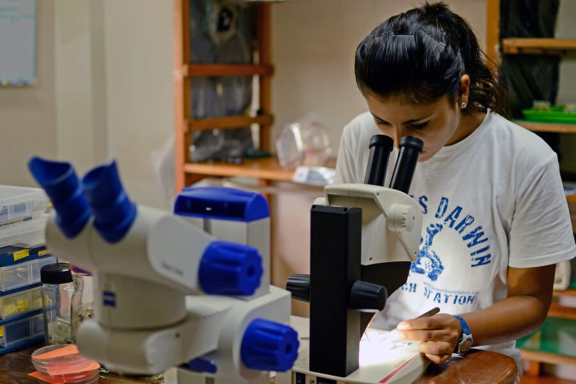 Paola Lahuatte effectue des travaux sur des larves de la mouche Philornis au laboratoire de la Fondation Charles Darwin.